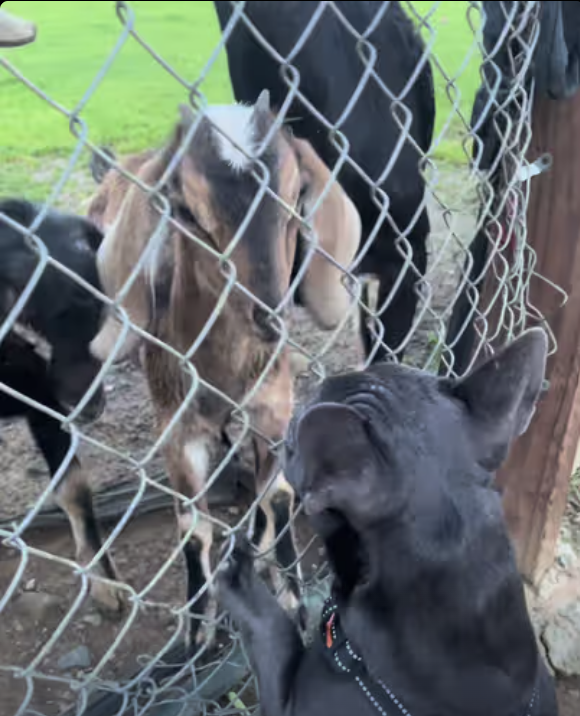 Frenchie meets new friends !